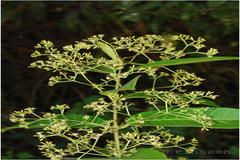 Anodendron paniculatum